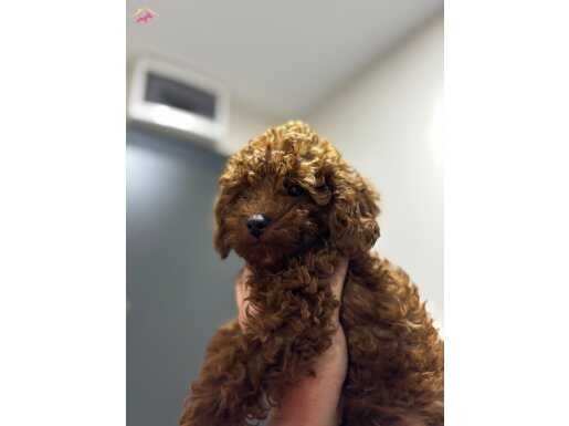 3 AYLIK ERKEK POODLE YAVRUSU VE EŞYALARI SAHİPLENDİRİLECEK