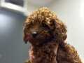 3 AYLIK ERKEK POODLE YAVRUSU VE EŞYALARI SAHİPLENDİRİLECEK