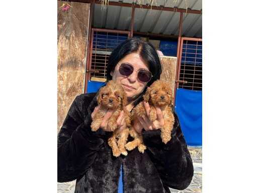 Tatlı Maltipoo yavrularımız yuvalarını bekliyor.