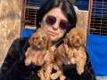 Tatlı Maltipoo yavrularımız yuvalarını bekliyor.