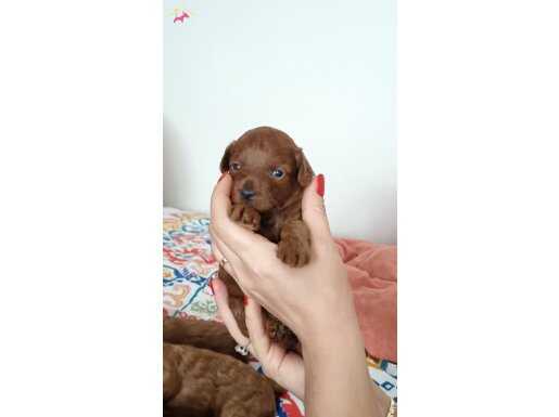 0 numara kore toy poodle 