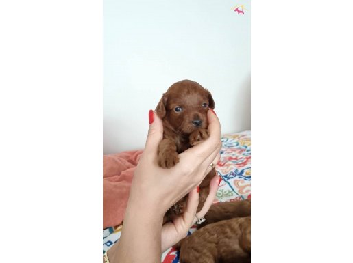 0 numara kore toy poodle 