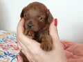 0 numara kore toy poodle 