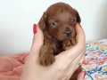 0 numara kore toy poodle 
