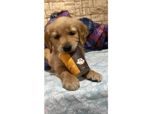 BABY FACE GOLDEN RETRIEVER 2.5 AYLIK