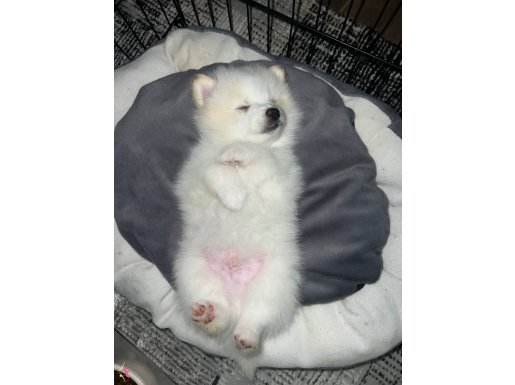 Safkan güzellik köpeğimize sahiplendirme arıyoruz