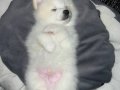 Safkan güzellik köpeğimize sahiplendirme arıyoruz