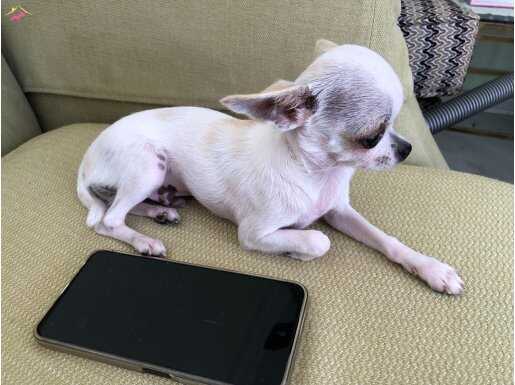 Micro Teacup Chihuahua