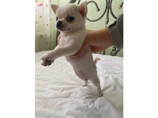 TEACUP MICRO CHIHUAHUA ŞİVAVA