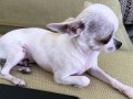 Micro Teacup Chihuahua