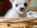 Premiım  Chihuahua