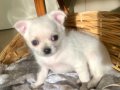 Premiım  Chihuahua