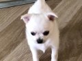 Premiım  Chihuahua