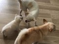 Premiım  Chihuahua
