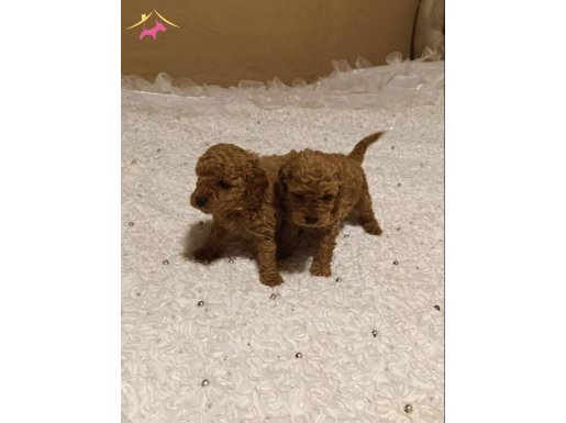 Poodle kore teacup toy her çeşit mevcuttur tüy dökmez koku y