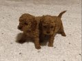 Poodle kore teacup toy her çeşit mevcuttur tüy dökmez koku y