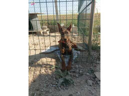 Satılık uygun fiyat Kızıl Doberman 