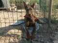 Satılık uygun fiyat Kızıl Doberman 