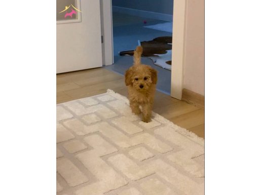 Toy poodle dişi yavru