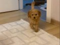 Toy poodle dişi yavru