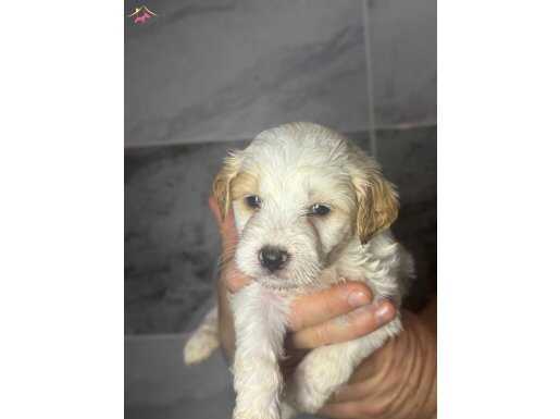 2 aylık yavrumuz yeni yuvasını bekliyor. Maltipoo 