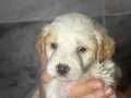 2 aylık yavrumuz yeni yuvasını bekliyor. Maltipoo 