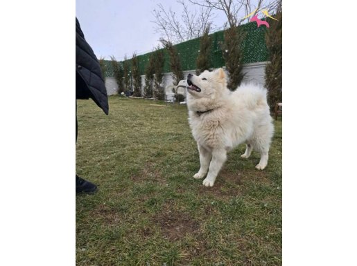 SAFKAN BİSKÜVİ SAMOYED 
