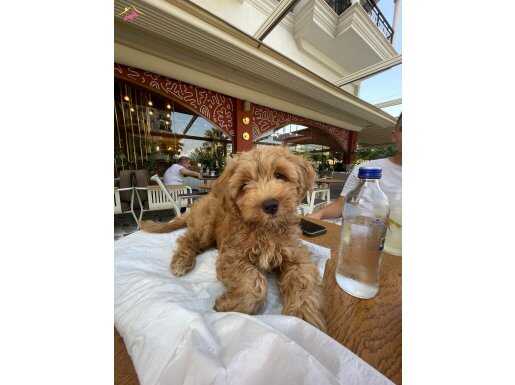 Maltipoo acil satılık