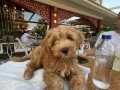 Maltipoo acil satılık