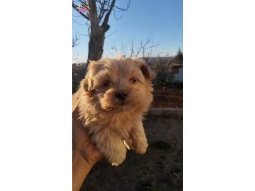 Maltipoo Yavrularımız Evinizinin Neşesi Olucaktır