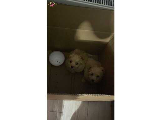 Maltipoo yavrularımız evinizin neşesi olacaktır 