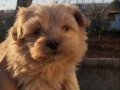 Maltipoo Yavrularımız Evinizinin Neşesi Olucaktır