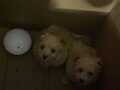 Maltipoo yavrularımız evinizin neşesi olacaktır 