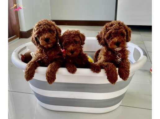 Muhteşem Güzel ToyPoodle yavru