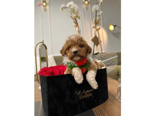 POODLE