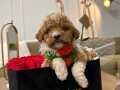 POODLE