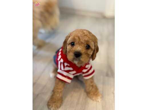 Maltipoo son yavru