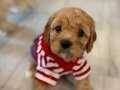 Maltipoo son yavru