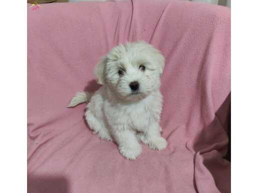 2 aylik terrier orjinal