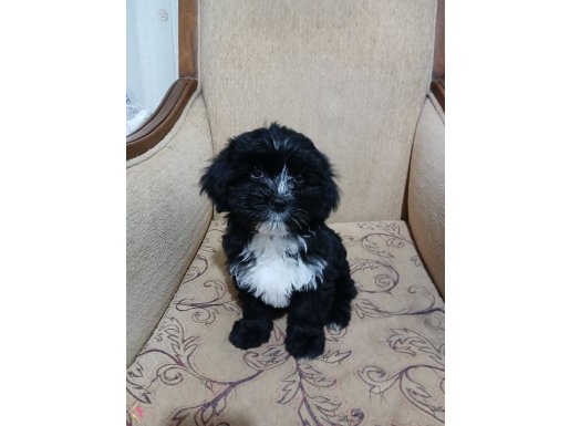 Maltis terrier sahiplendiriyoruz