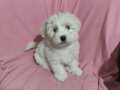 2 aylik terrier orjinal