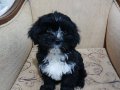Maltis terrier sahiplendiriyoruz