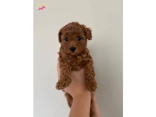 Yavru toy poodle