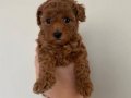 Yavru toy poodle