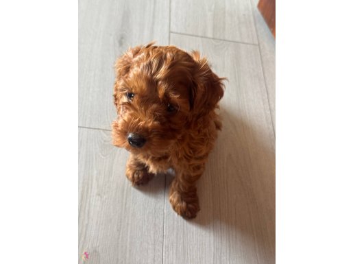 2.5 aylık erkek Maltipoo yavrumuz