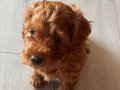 2.5 aylık erkek Maltipoo yavrumuz