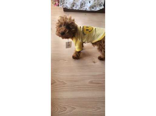 Safkan dişi 4 aylık  toy poodle