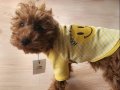 Safkan dişi 4 aylık  toy poodle