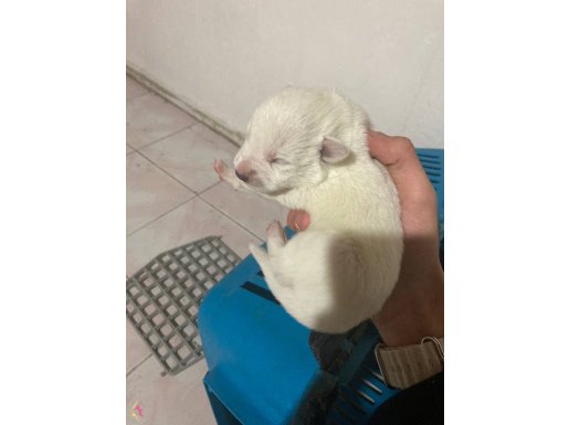 Tilki yüz safkan pomerian 