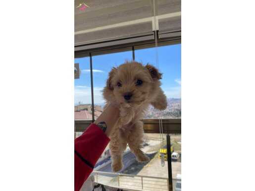 ACİL SATILIK 2 AYLIK MALTİPOO